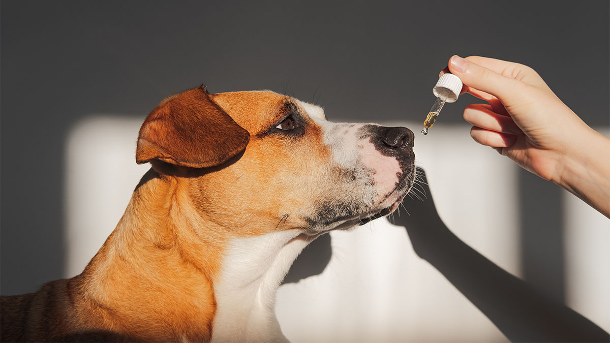 Image of Dog getting CBD Oil for Arthritis from Human