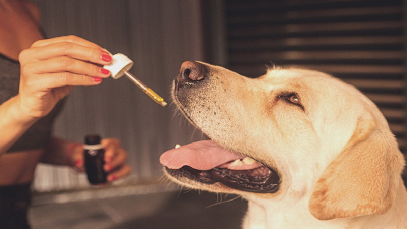 Image of Dog Happily getting CBD Oil